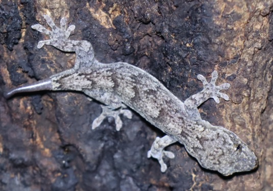 尾が再生中のヤモリ_ナンバリング外のクヌギ_クワガタ達のオアシス_2023年8月7日19時20分 気温29度